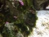 Algae.JPG