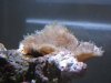 anemone1.jpg