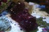 mystery_algae.jpg
