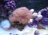coraltank 006.jpg