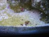 coraltank1 002.jpg