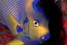 Fishman