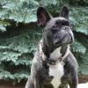frogdog