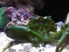 ScubaRaru