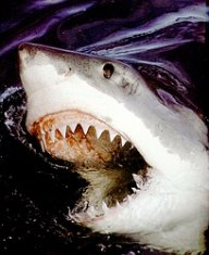 sharks