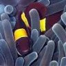 Puffers in a reef tank? | 3reef Aquarium Forums