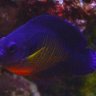 How fast do fish grow? (generally) | 3reef Aquarium Forums