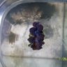 peacock mantis shrimp price? | 3reef Aquarium Forums