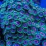 Can Bubble Tip Anemones be White? | 3reef Aquarium Forums