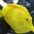 Billythefish