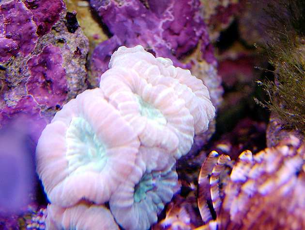 Candy Cane Coral?
