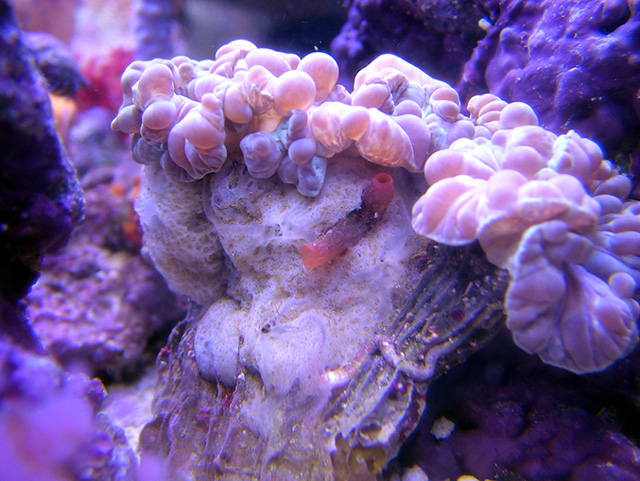 Sponge on Fox Coral