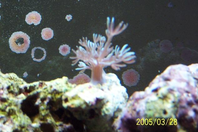Soft_coral_2