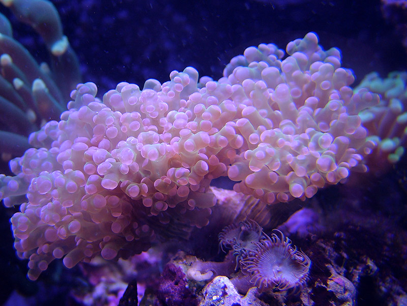 Wish the color was better here