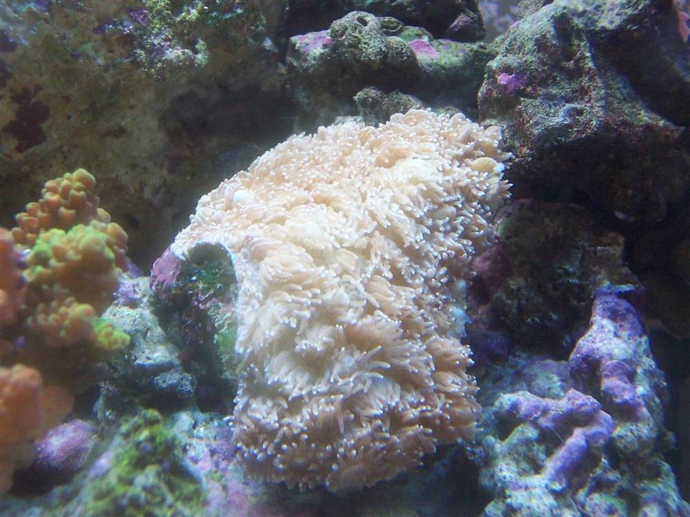 Unknown Coral