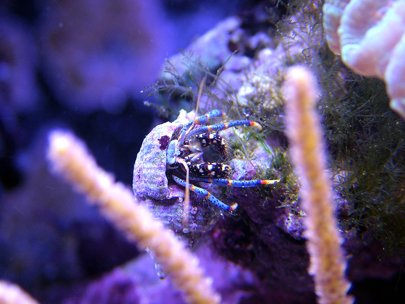 Yet another Blue hermit picture