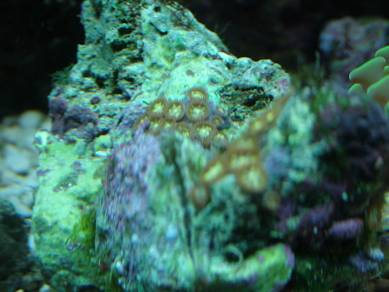 Uploaded for comparison. Note the live Jewelbox Oyster. All the zoos have grown back
