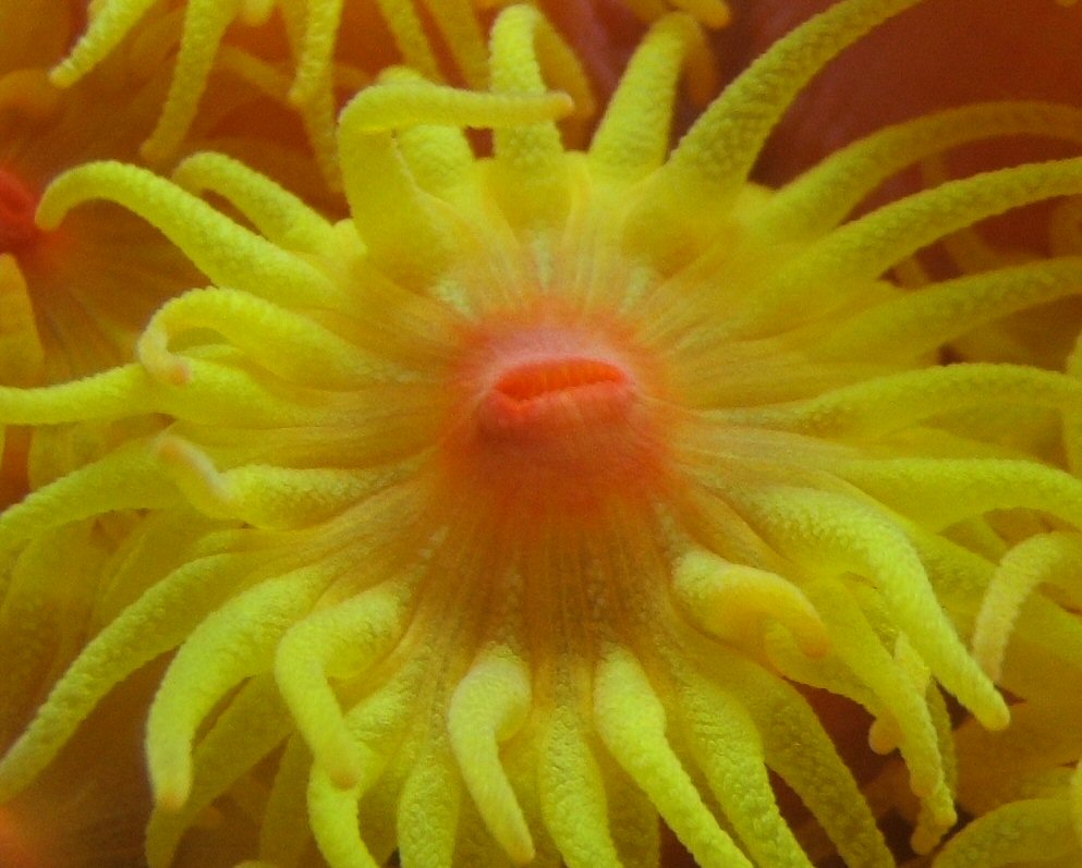 Sun Coral