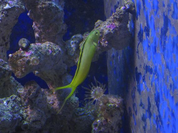 fang blenny