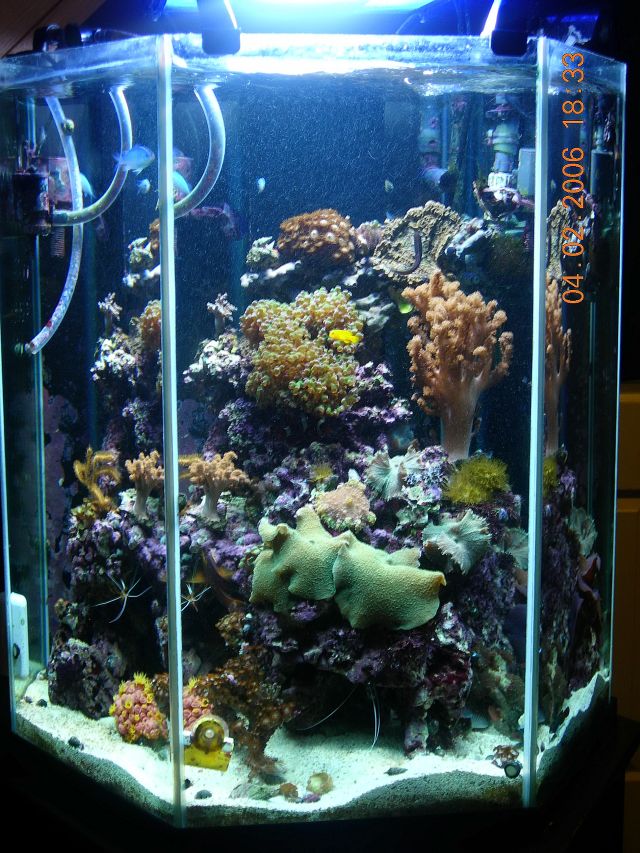 Photo "65 gallon Hexagon Reef" in the album "Regular