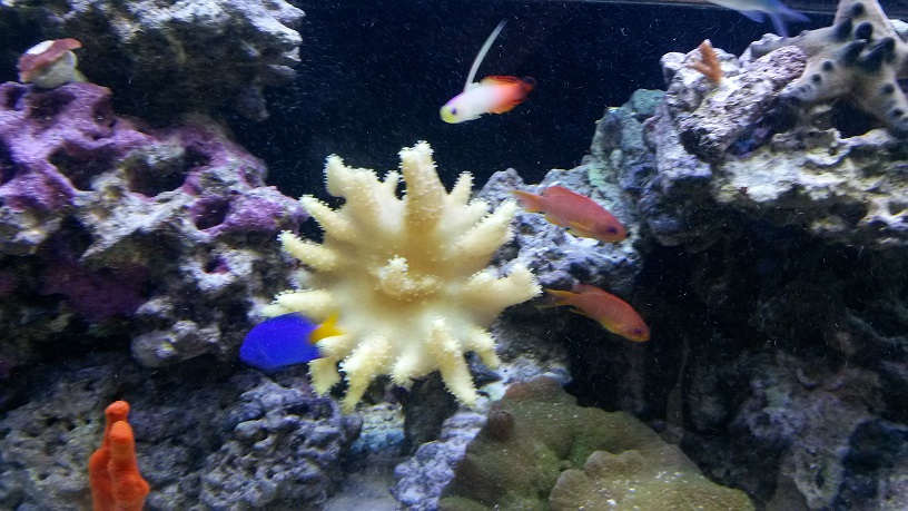 Fire fish, yellow tail damsel,Anthias