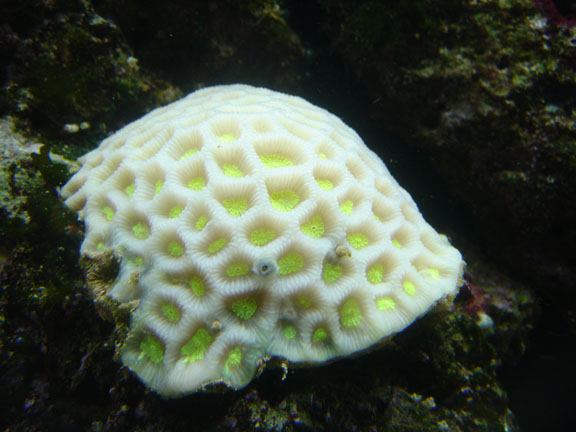 Moon Coral, Bleaching