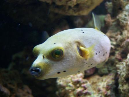 puffer dogface dog face arothron saltwater nigropunctatus 3reef fishinabox