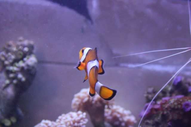 Bent Clownfish <img src="styles/default/xenforo/clear.png" class="mceSmilieSprite mceSmilie3"...