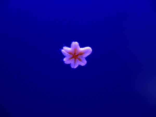 Small white starfish