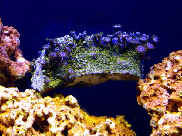 Just a piece of LR with Purple Button Polyp Coral