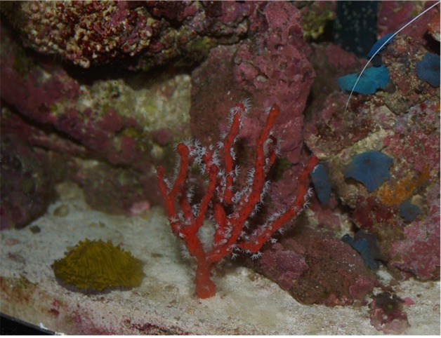 Deep Water Red Gorgonian