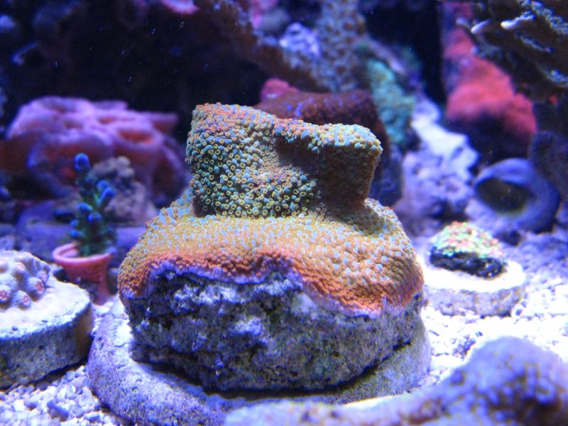 Rainbow Montipora