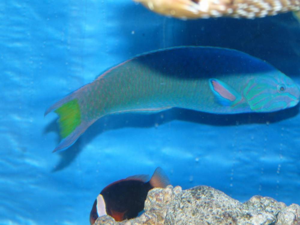 Lunare (or moon) wrasse