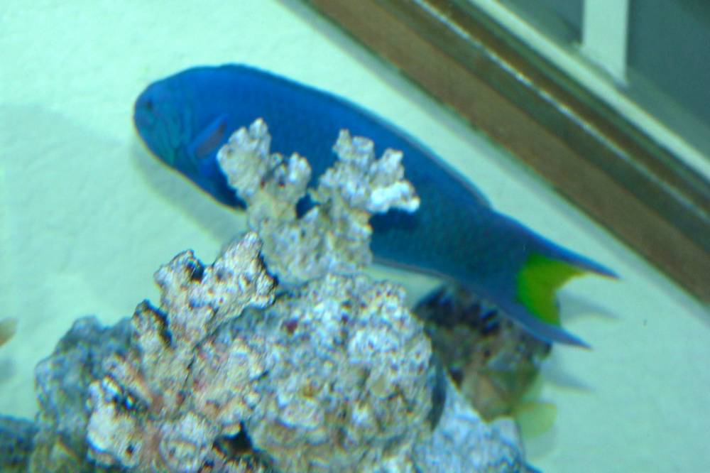 Lunare (or moon) wrasse