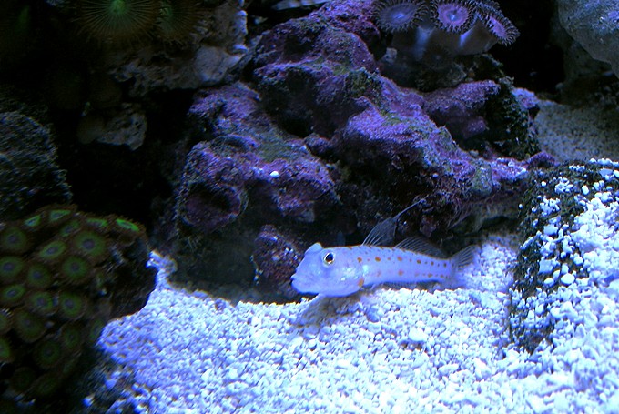Young Diamond Spot Goby