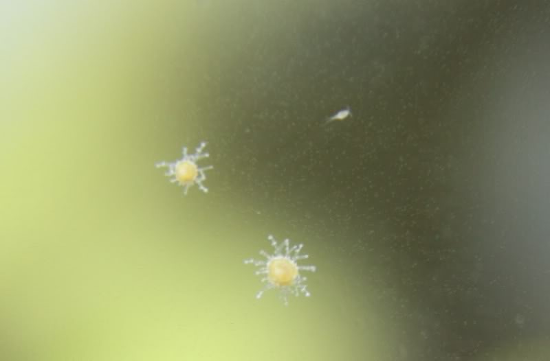 hydroid and copepod