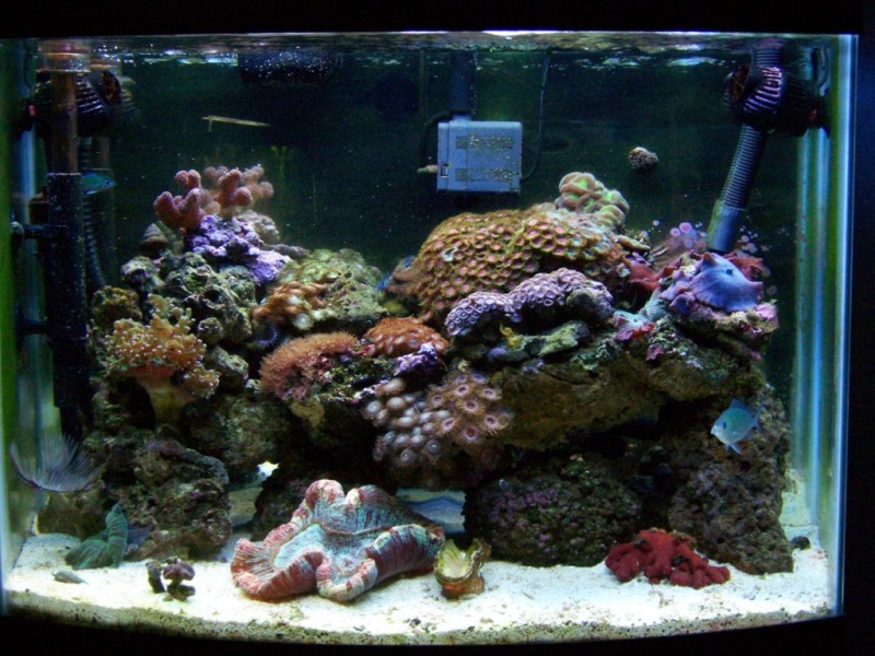 My reef tank