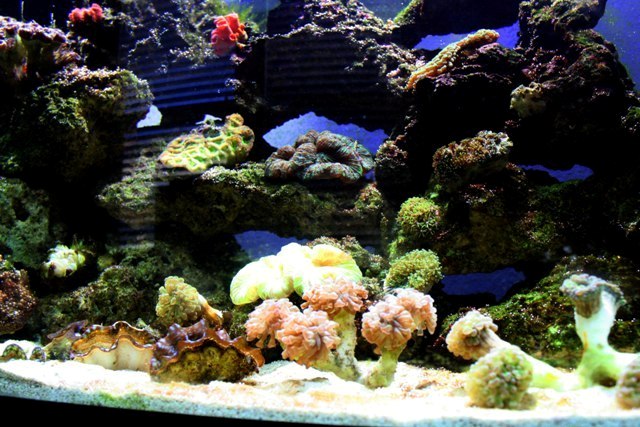 Updated 72 gal  reef tank