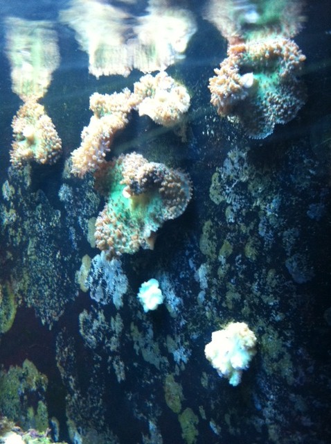 can you tell me why my soft mushroom corals are dying?