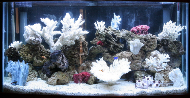 My 80 Gal Bow Front