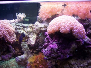 corner 125 gal
