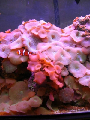 mushrooms