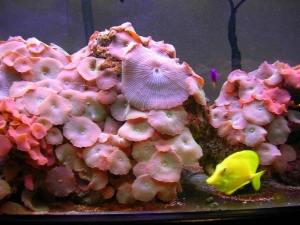 125 gal