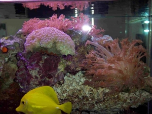 side of 125 gal