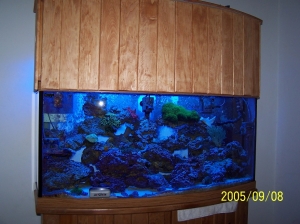 New Canopy