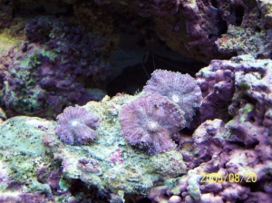 Purple mushrooms