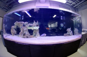 Fish Eye Shark Tank