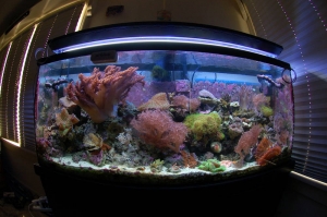 Tank Shot (Actinic+ and 11,000k bulb Only)