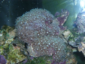 starpolyp