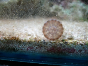 Large jellyfish swimming into glass